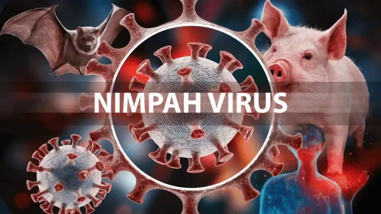 Outbreak Of Deadly Nipah Virus Which Can Lead To Epidemic